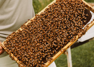 Good Humans: Settler Hives